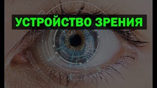 Как устроено наше зрение? Почему возникает близорукость, дальнозоркость, астигматизм