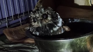 Старенький сыч Чучундрий умывается. Очень мокрая сова