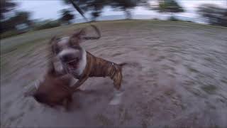 Амстаффтерьер против питбультерьера / Amstaffterrier vs Pit Bull Terrier