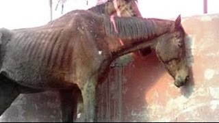 49 race horses left to die in stud farm outside Delhi
