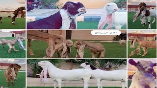 في ضيافة الأستاذ أشرف السهلي والماعز الحجازي