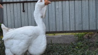 Особый Холмогорский гусь Игоря Лунина. Экспедиция по гусеводческим хозяйствам №2.