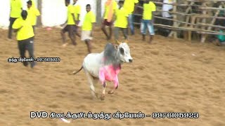 முரட்டு காளைகளிடம் மல்லுக்கட்டும் வீரத்தமிழன்