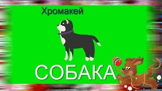 31. Футаж на хромакее. Собака 2, щенок, пес. Футаж для создания видео.