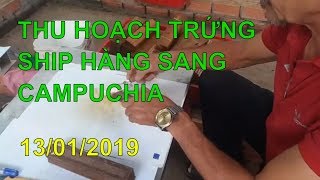 RLĐ - Chúng Ta Đang Nói Về Thu Hoạch Trứng Ruồi Lính Đen Ở Hợp Tác Xã Hưng Điền