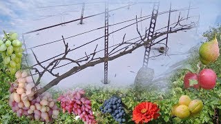 Горизонтальный кордон винограда. Ответы на вопросы