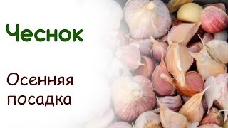 Посадка чеснока под зиму в сидераты