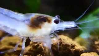 Neocaridina palmata  white pearl shrimp feeding