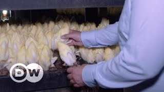 Як німці виготовляють пластик із... салату | DW Ukrainian