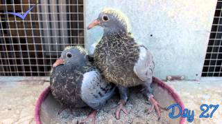 The evolution of pigeons from egg to pigeon