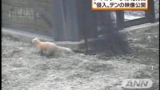 テンがトキのケージに侵入する決定的瞬間映像公開（10/04/14）
