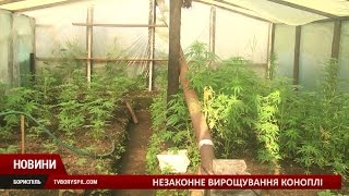 Активісти ГО «Сектор безпеки» виявили у Борисполі місце незаконного вирощування коноплі
