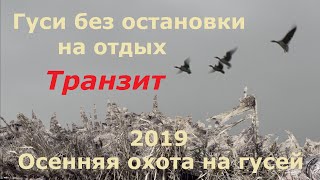 Осенний пролет/Охота на гуся/Гуси без остановки