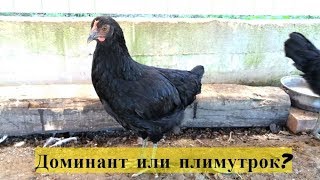 Обзор рынка, как нас обманывают продавцы птицы