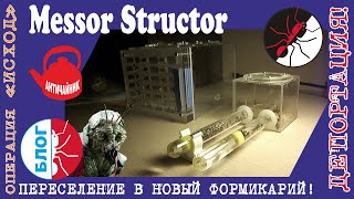 Муравьи Messor Structor. Пересадка в новый формикарий