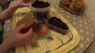Выращивание рассады в кокосовом субстрате!