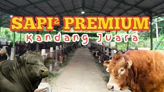 Part II - 40 EKOR SAPI PREMIUM Proses Penggemukan
