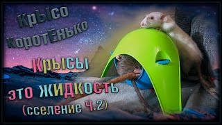 Пасюк | Крысы, это жидкость! "сселение Ч.2" - (Wild Rats, Fancy Rats | Дикие крысы, Дек. крысы)