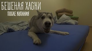 ЧТО БУДЕТ ЕСЛИ ПОМЫТЬ ХАСКИ??? КАПЕЛЛА ПОСЛЕ ДУША