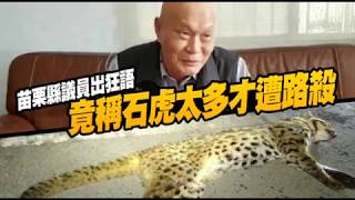 「石虎太多才遭撞死」　苗栗議員再出狂語：動保怠惰用舊數字 | 蘋果新聞網