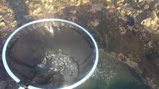 イワシでしょうか？8月のタイドプールには魚種も判明出来ないほどの小さな魚がいっぱい。カニやエビ、ウニ、ヒトデ、アメフラシ、貝類、ヤドカリに無数にあるので潮が引いたら磯で家族そろって遊びませんか？