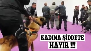 K9 SECERELİ BELÇİKA KURTLARININ MUHTEŞEM GÖSTERİSİ [BELÇİKA MALİNOİS]