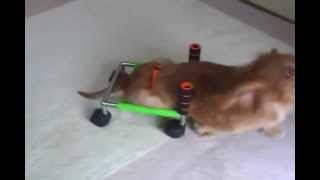 犬の室内用車椅子