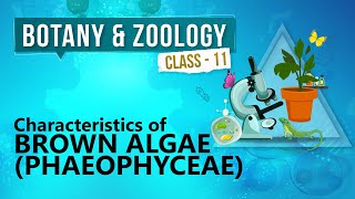Characteristics of Brown Algae ( Phaeophyceae ) - Kingdom Plantae - Biology Class 11