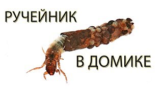 Ручейник в Домике. Как настоящий / Peeping Caddis