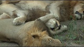 Part 2 PM Safari Drive at Sabi Sands South Africa  April 24, 2016 ( Birmingham Boys )