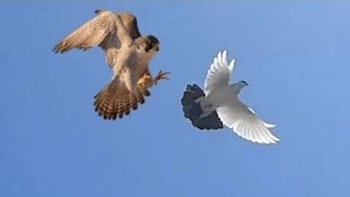 Сокол Сапсан(HD)Falcon Pelegrinus