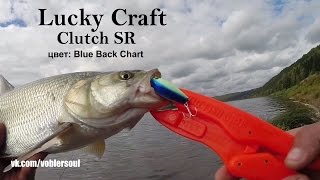 Ловля жереха осенью на воблер. Clutch SR от Lucky Craft