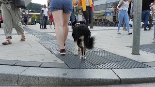 5 Monate alt - 100% Positiv Trainiert - 100% Zuverlässig in der Stadt