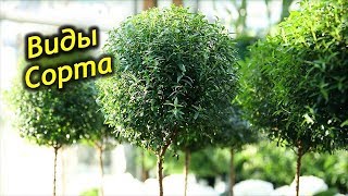 МИРТ комнатный. Виды и сорта миртового дерева.