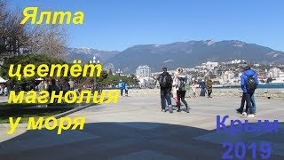 Крым, Ялта 2019, Набережная 30 марта. Многолюдно, тепло, зацвела магнолия