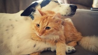 Cats and Dogs Love Each Other 2014 [NEW HD]