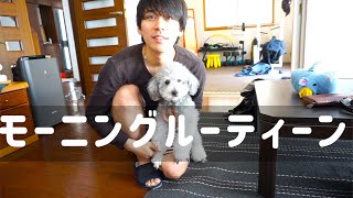 ? 【出勤前のルーティン】26歳独身男性と犬の朝の1時間【moaning routine】 【dog】【toy poodle】【トイプードルのグリィ】