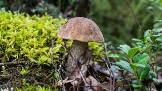 Грибные места Архангельской области.