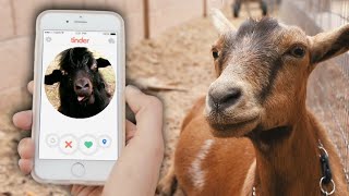 Online dating for GOATS? Help her choose a mate!