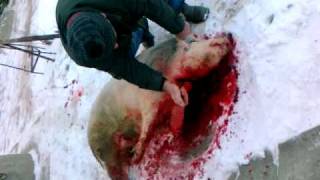 Убийство свиньи. murder of pig !