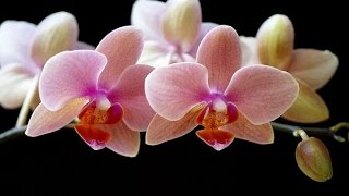 ТОП-10 САМЫХ КРАСИВЫХ комнатных растений