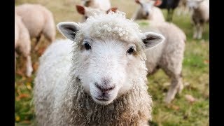 Овцеводство как бизнес для начинающего фермера / Разведение овец в домашних условиях