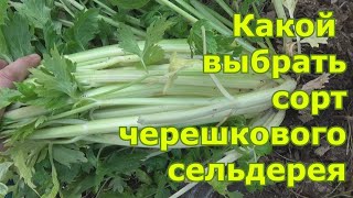 Какой сорт черешкового сельдерея выбрать. Особенности ухода за разными сортами по опыту прошлых лет.