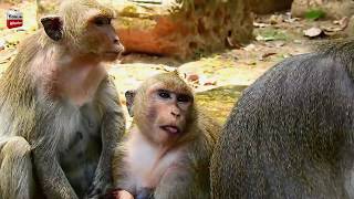 I can't this video why Sahsa hits Donnie until break noise/ Baby hurt help Youlike Monkey 1800