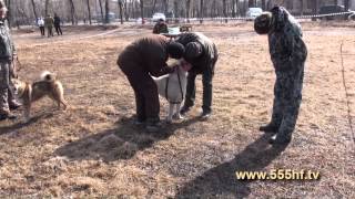 Притравка собак на медведя. Межрайонная выставка клуба "Северное Приморье" русско-европейских лаек.