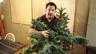 Hydroponic Broccoli
