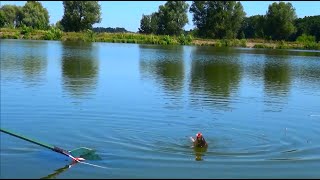 Ловля карпа на супер уловистую снасть "Убийца карпа" . Часть 2