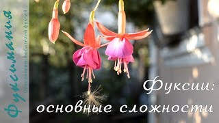 Фуксии: основные сложности