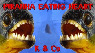 Раствор пиранья "поедает" куриное сердце | Piranha solution "eating" chicken heart