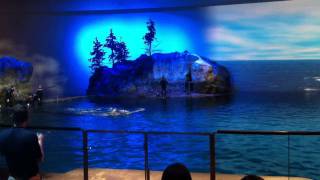 Shedd Aquarium Dolphin Show